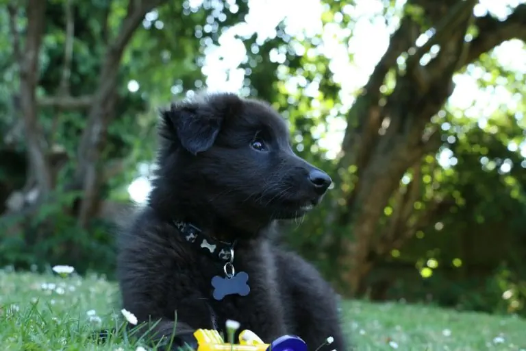 What insurance for my dog in Switzerland?